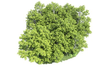 Beyaz arkaplandaki ağaçları kapat