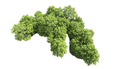 Beyaz arkaplandaki ağaçları kapat