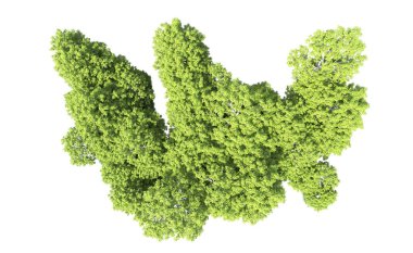 Beyaz arkaplandaki ağaçları kapat