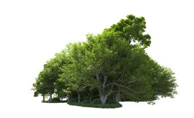 Beyaz arkaplandaki ağaçları kapat