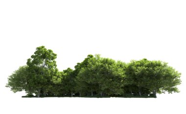 Beyaz arkaplandaki ağaçları kapat