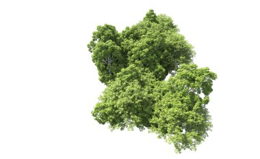 Beyaz arkaplandaki ağaçları kapat