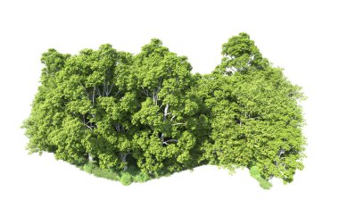 Beyaz arkaplandaki ağaçları kapat