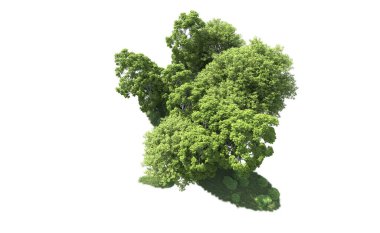 Beyaz arkaplandaki ağaçları kapat