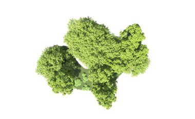 Beyaz arkaplandaki ağaçları kapat