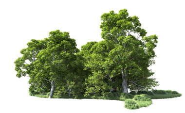 Beyaz arkaplandaki ağaçları kapat