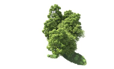 Beyaz arkaplandaki ağaçları kapat