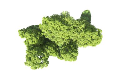 Beyaz arkaplandaki ağaçları kapat