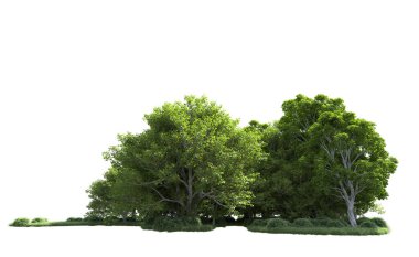 Beyaz arkaplandaki ağaçları kapat