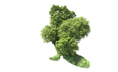 Beyaz arkaplandaki ağaçları kapat