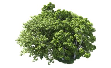 Beyaz arkaplandaki ağaçları kapat