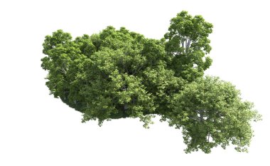 Beyaz arkaplandaki ağaçları kapat