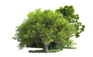 Beyaz arkaplandaki ağaçları kapat