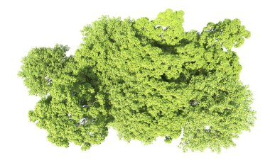 Beyaz arkaplandaki ağaçları kapat