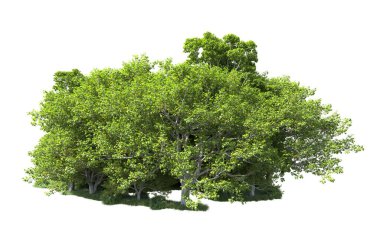 Beyaz arkaplandaki ağaçları kapat