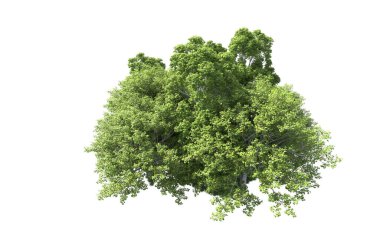 Beyaz arkaplandaki ağaçları kapat