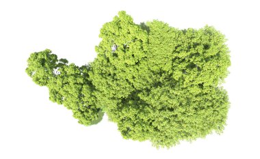 Beyaz arkaplandaki ağaçları kapat