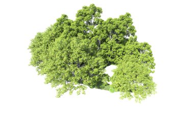 Beyaz arkaplandaki ağaçları kapat