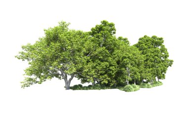 Beyaz arkaplandaki ağaçları kapat