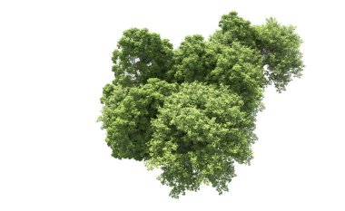 Beyaz arkaplandaki ağaçları kapat