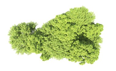 Beyaz arkaplandaki ağaçları kapat