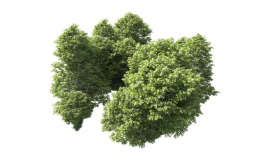 Beyaz arkaplandaki ağaçları kapat