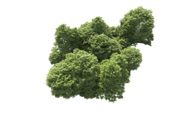 Beyaz arkaplandaki ağaçları kapat