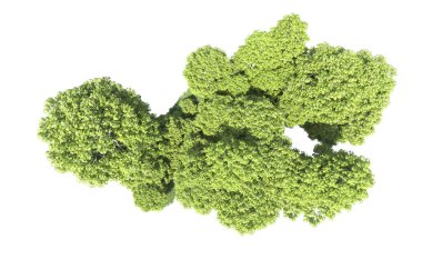 Beyaz arkaplandaki ağaçları kapat