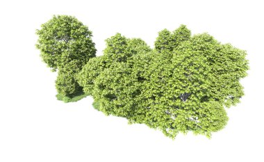 Beyaz arkaplandaki ağaçları kapat