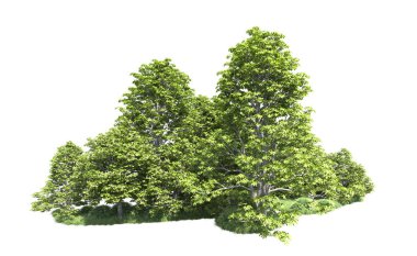 Beyaz arkaplandaki ağaçları kapat