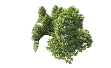 Beyaz arkaplandaki ağaçları kapat