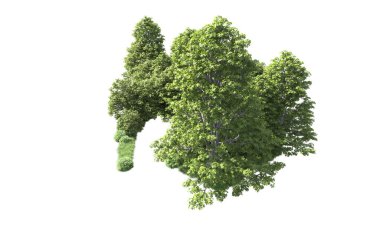 Beyaz arkaplandaki ağaçları kapat