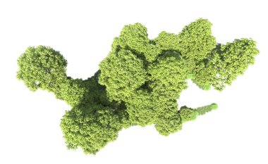 Beyaz arkaplandaki ağaçları kapat