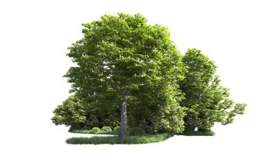 Beyaz arkaplandaki ağaçları kapat