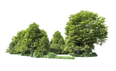 Beyaz arkaplandaki ağaçları kapat