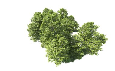 Beyaz arkaplandaki ağaçları kapat