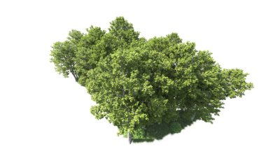 Beyaz arkaplandaki ağaçları kapat