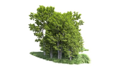 Beyaz arkaplandaki ağaçları kapat