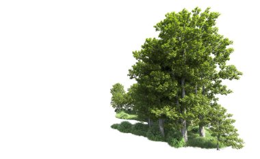 Beyaz arkaplanı olan bir grup ağaç 