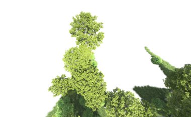 Beyaz arkaplanı olan bir grup ağaç 