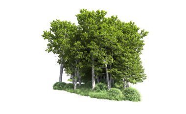 Beyaz arkaplanı olan bir grup ağaç 