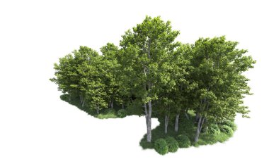 Beyaz arkaplanı olan bir grup ağaç 