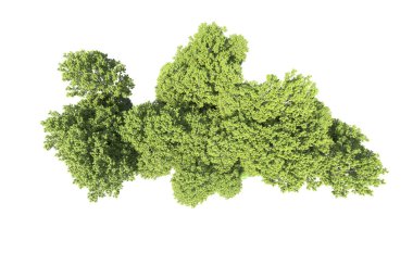 Beyaz arkaplanı olan bir grup ağaç 