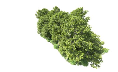 Beyaz arkaplanı olan bir grup ağaç 