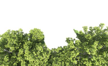 Beyaz arkaplanı olan bir grup ağaç 