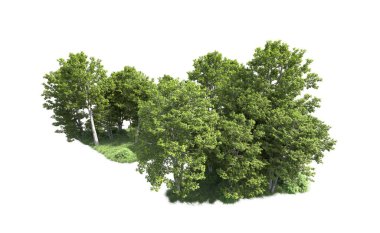 Beyaz arkaplanı olan bir grup ağaç 