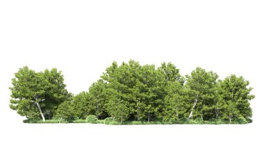 Beyaz arkaplanı olan bir grup ağaç 