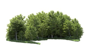 Beyaz arkaplanı olan bir grup ağaç 