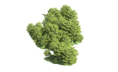 Beyaz arkaplanı olan bir grup ağaç 