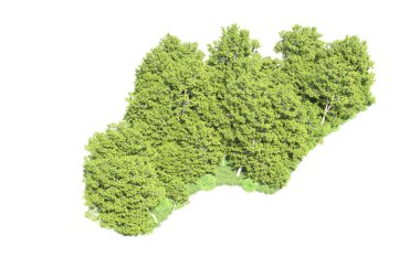 Beyaz arkaplanı olan bir grup ağaç 